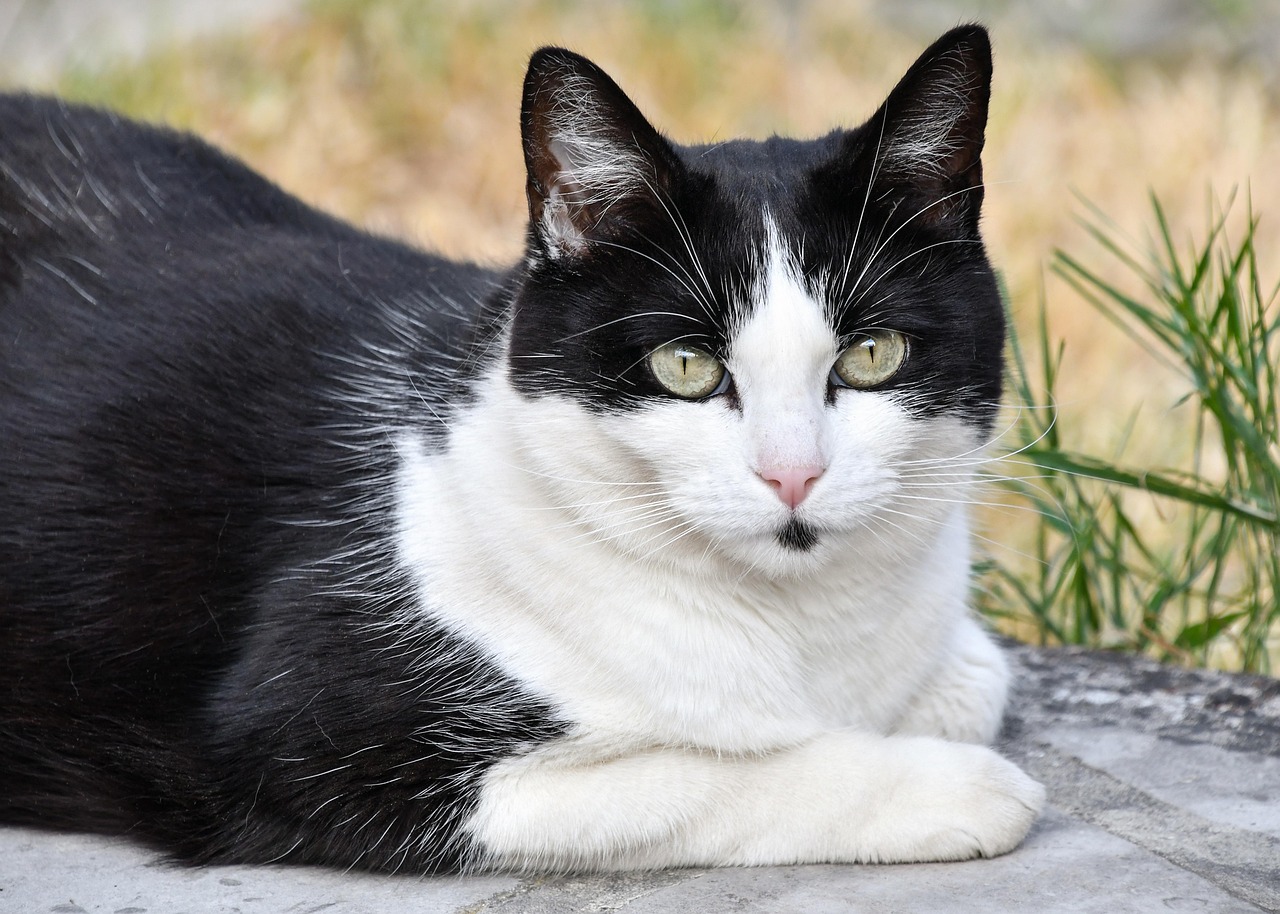 最新猫咪图集，展现猫科魅力与无尽萌态