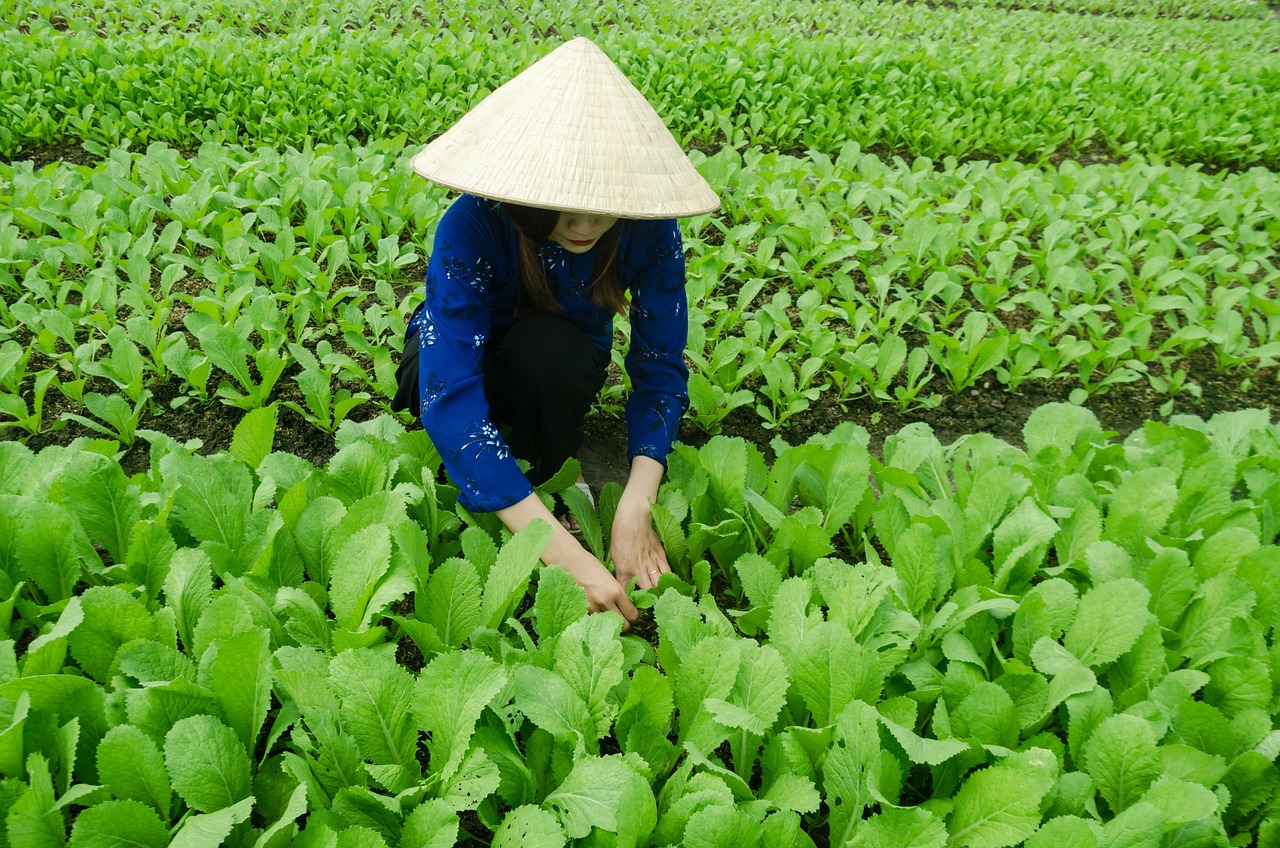 中芯最新动态，引领半导体产业迈入新纪元