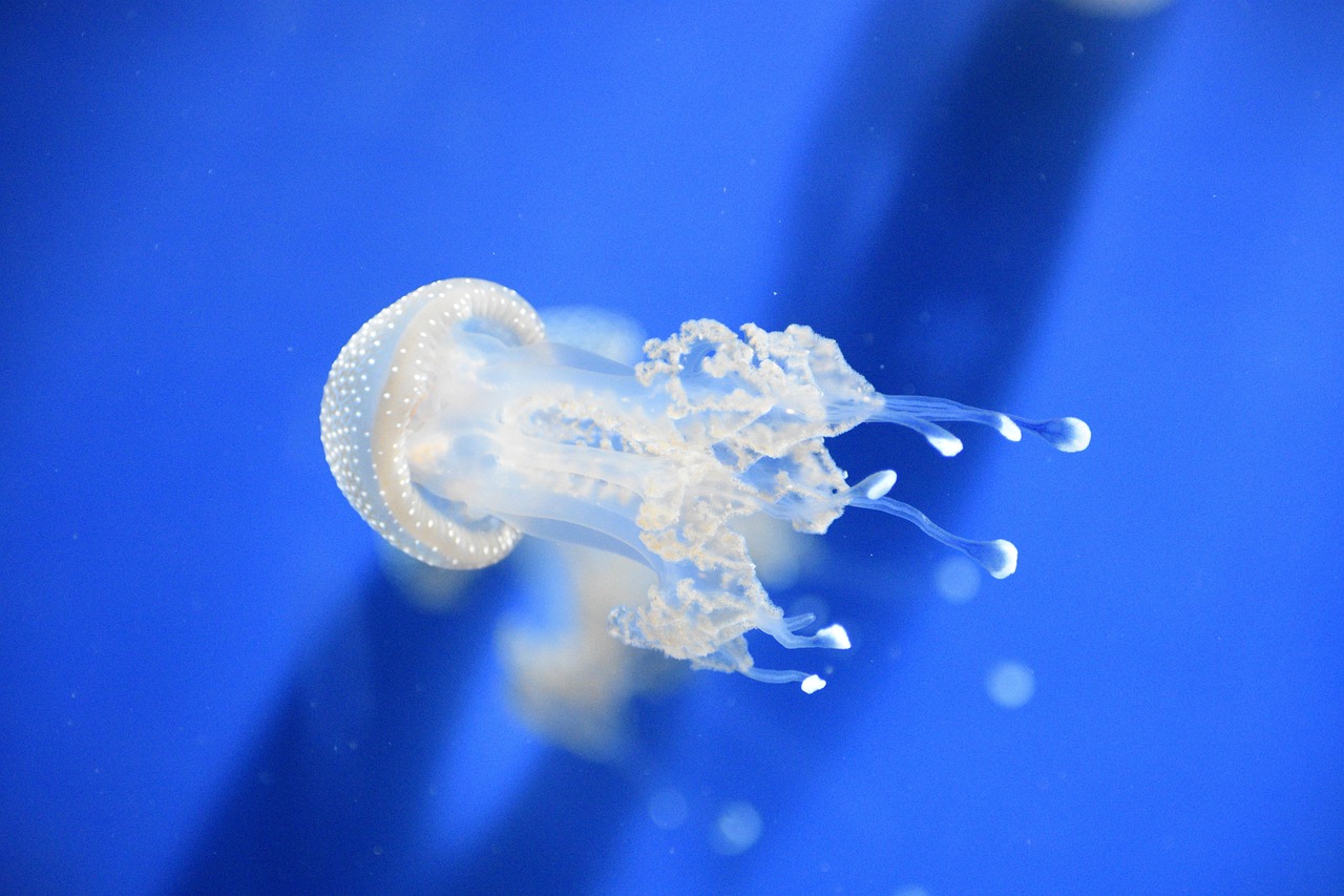 海洋神秘生物揭秘，最新管水母的研究价值探索